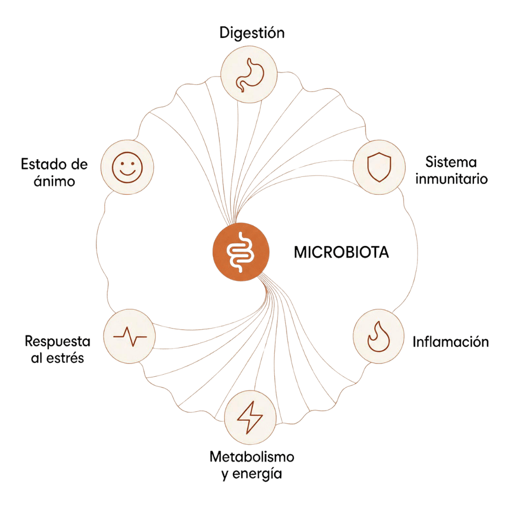 Gráfico de la microbiota intestinal y su relación con la digestión, el metabolismo y el sistema inmunitario