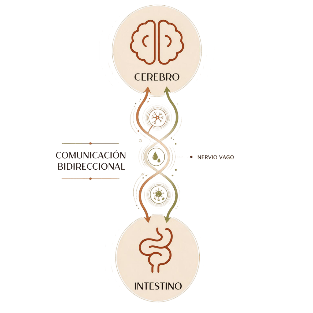 Gráfico del eje intestino-cerebro y el nervio vago que conecta ambos